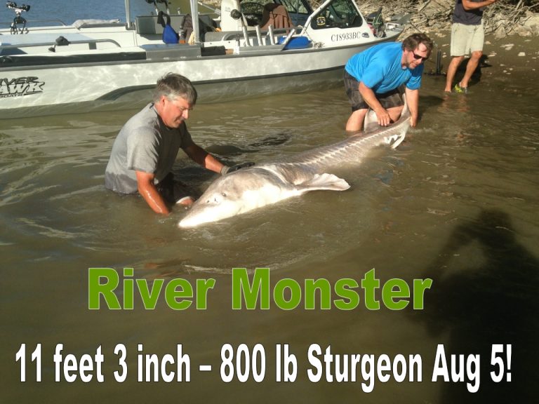 sturgeon, white sturgeon, bc sturgeon, fraser river sturgeon, sturgeon fishing, sturgeon fishing canada, white sturgeon fishing canada, sturgeon fishing chilliwack
