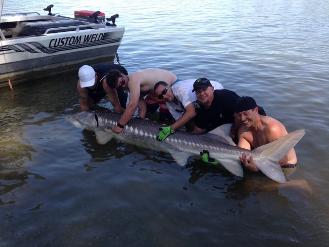 sturgeon, sturgeon report, sturgeon fishing, fraser river sturgeon fishing, fraser sturgeon, fraser river sturgeon