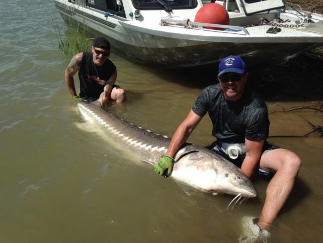 sturgeon, white sturgeon, bc sturgeon, fraser river sturgeon, sturgeon fishing, sturgeon fishing canada, white sturgeon fishing canada, sturgeon fishing chilliwack
