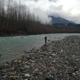 steelhead, fishing, steelhead fishing, steelhead guide, vedder steelhead, chilliwack steelhead, vancouver steelhead fishing, steelhead guide vedder river, vedder river steelhead fishing