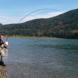 chum salmon fishing, harrison river, salmon fishing, chum salmon fishing bc, chum salmon fishing canada, chum salmon fishing fraser river valley, chum salmon fishing harrison river, chum salmon fishing guides, chum salmon guides