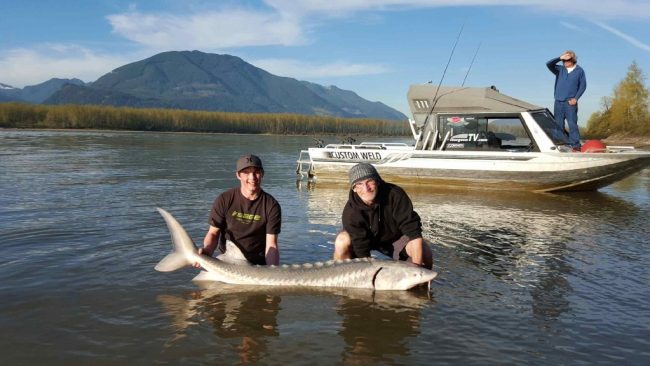 sturgeon, sturgeon report, sturgeon fishing, fraser river sturgeon fishing, fraser sturgeon, fraser river sturgeon