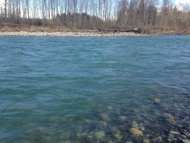 steelhead fishing, vedder steelhead fishing