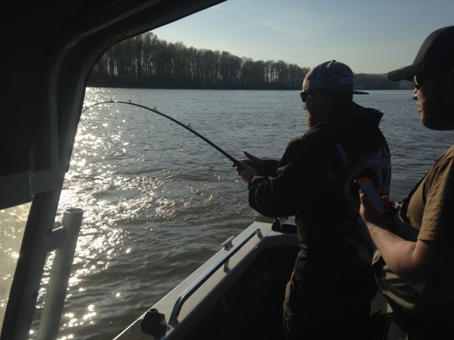 sturgeon, sturgeon report, sturgeon fishing, fraser river sturgeon fishing, fraser sturgeon, fraser river sturgeon