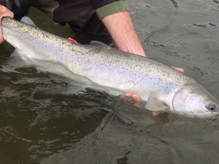 steelhead fly fishing, steelhead, bc steelhead, wild steelhead, squamish river steelhead, steelhead fishing