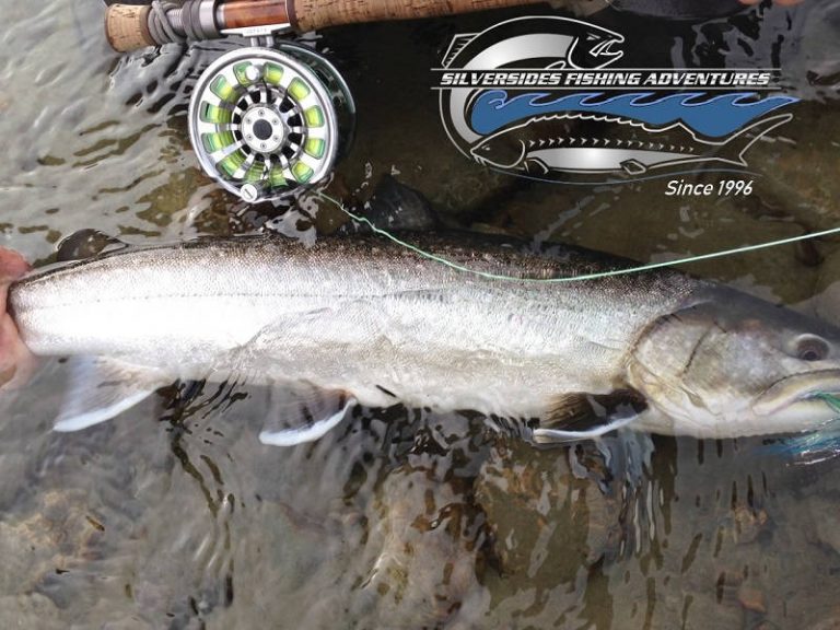 trout fishing vancouver, bull trout, bc bull trout, fly fishing, bull trout fly fishing, squamish river bull trout