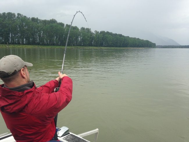 sturgeon fishing, sturgeon fishing bc, sturgeon fishing fraser river