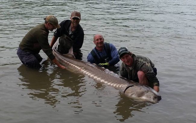 sturgeon, white sturgeon, bc sturgeon, fraser river sturgeon, sturgeon fishing, sturgeon fishing canada, white sturgeon fishing canada, sturgeon fishing chilliwack