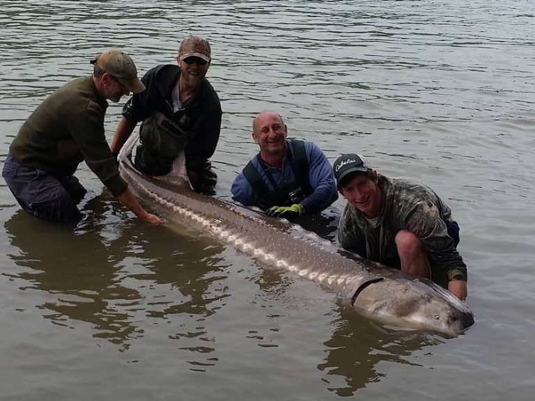 sturgeon, white sturgeon, bc sturgeon, fraser river sturgeon, sturgeon fishing, sturgeon fishing canada, white sturgeon fishing canada, sturgeon fishing chilliwack