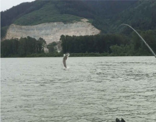 sturgeon, white sturgeon, sturgeon jumping, big sturgeon, sturgeon fishing, sturgeon fishing charters, sturgeon fishing fraser river, sturgeon fishing mission bc, sturgeon fishing canada