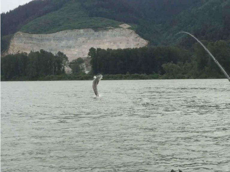 sturgeon, white sturgeon, sturgeon jumping, big sturgeon, sturgeon fishing, sturgeon fishing charters, sturgeon fishing fraser river, sturgeon fishing mission bc, sturgeon fishing canada