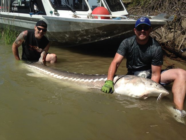 sturgeon, white sturgeon, bc sturgeon, fraser river sturgeon, sturgeon fishing, sturgeon fishing canada, white sturgeon fishing canada, sturgeon fishing chilliwack