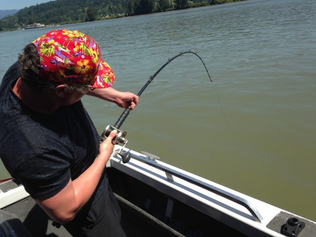 sturgeon, white sturgeon, bc sturgeon, fraser river sturgeon, sturgeon fishing, sturgeon fishing canada, white sturgeon fishing canada, sturgeon fishing chilliwack