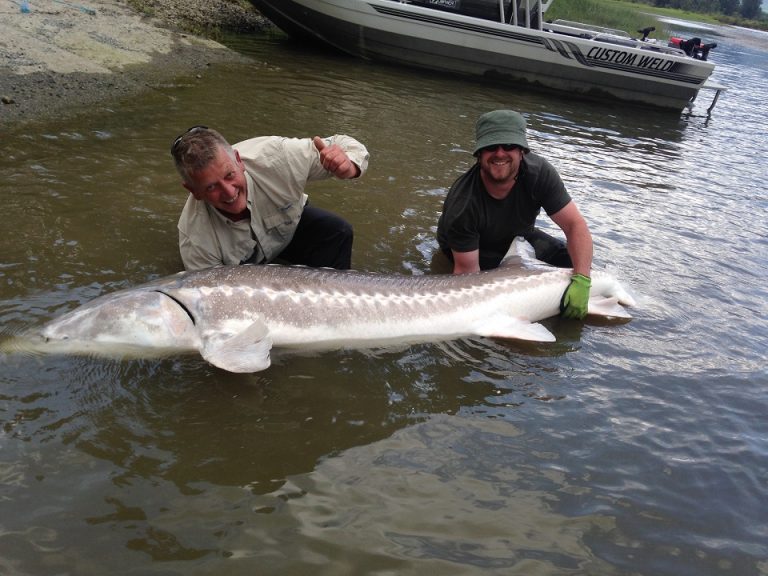 sturgeon report, sturgeon fishing report, sturgeon fishing, fraser river sturgeon fishing, fraser river sturgeon fishing report, fraser river sturgeon fishing guides, sturgeon, white sturgeon, sturgeon fishing bc, sturgeon fishing canada