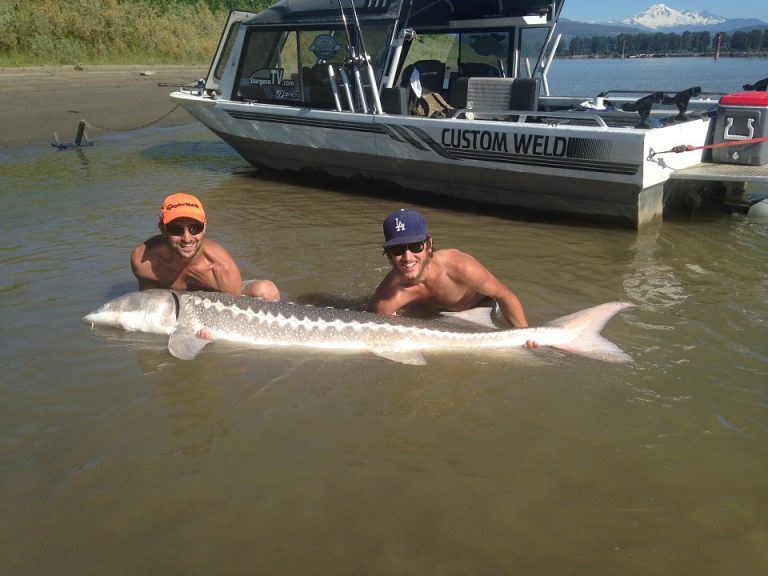 sturgeon report, sturgeon fishing report, sturgeon fishing, fraser river sturgeon fishing, fraser river sturgeon fishing report, fraser river sturgeon fishing guides, sturgeon, white sturgeon, sturgeon fishing bc, sturgeon fishing canada