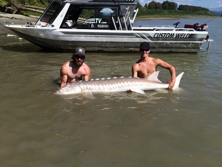 sturgeon report, sturgeon fishing report, sturgeon fishing, fraser river sturgeon fishing, fraser river sturgeon fishing report, fraser river sturgeon fishing guides, sturgeon, white sturgeon, sturgeon fishing bc, sturgeon fishing canada