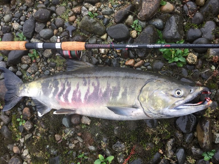 chum salmon fishing, harrison river, salmon fishing, chum salmon fishing bc, chum salmon fishing canada, chum salmon fishing fraser river valley, chum salmon fishing harrison river, chum salmon fishing guides, chum salmon guides