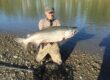 salmon fishing guides, fraser river fishing, salmon fishing guides fraser river, salmon fishing, salmon fishing bc, salmon fishing guides fraser valley, salmon fishing guides chilliwack, salmon fishing guides canada, salmon fishing guides vancouver bc, salmon fishing trips bc, salmon fishing trips bc canada, chinook salmon fishing, salmon fishing trips