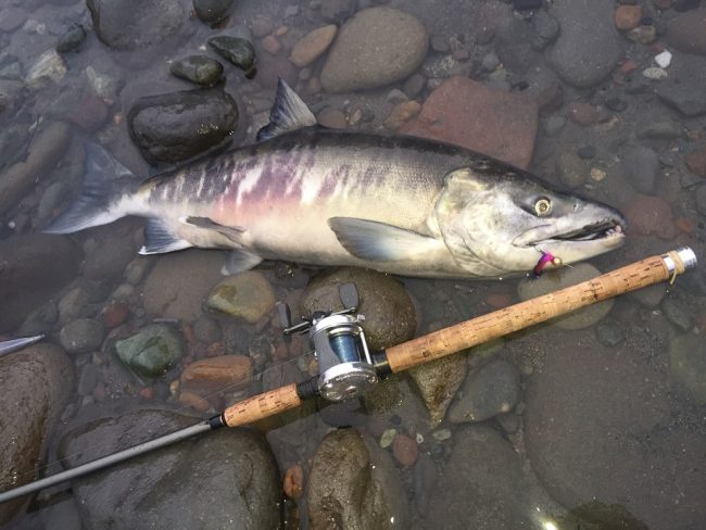 chum salmon, chum, chum salmon fishing, squamish river, vancouver salmon fishing