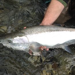 steelhead, steelhead trout, steelhead fishing, steelhead fishing vancouver, steelhead fishing vedder river, vedder steelhead