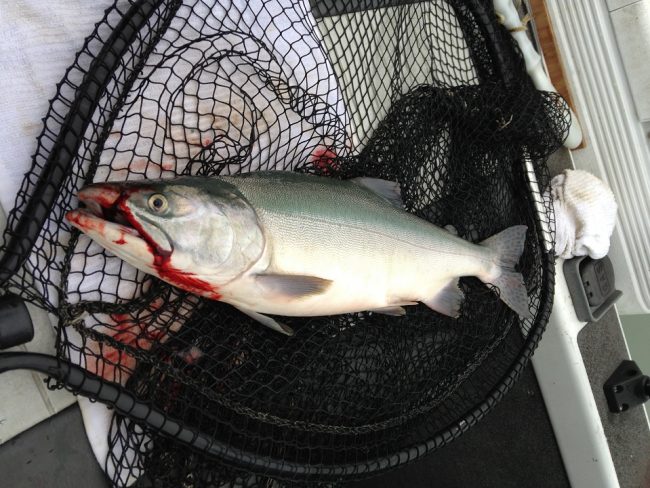 catch-pink-salmon-fraser-river pink salmon, fraser river pink salmon, pink salmon techniques, how to catch pink salmon