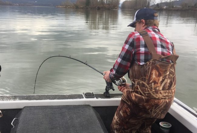 sturgeon fishing, fraser river sturgeon fishing, sturgeon fishing bc