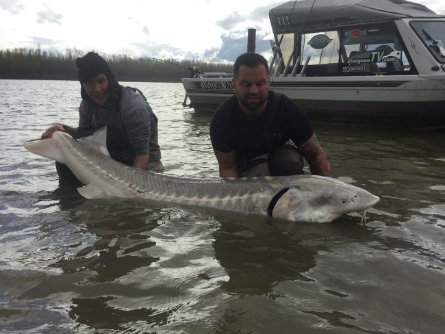 fraser-river-sturgeon-report-IMG_3347