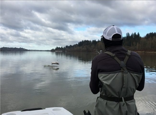 sturgeon fishing, fraser river sturgeon fishing, sturgeon fishing guides