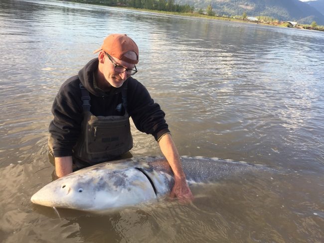 sturgeon fishing, white sturgeon fishing, sturgeon fishing bc, sturgeon fishing canada, sturgeon fishing chilliwack, sturgeon fishing mission, sturgeon fishing guides, sturgeon fishing charters, sturgeon fishing fraser river, white sturgeon fishing canada