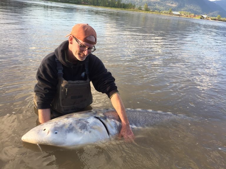 sturgeon fishing, white sturgeon fishing, sturgeon fishing bc, sturgeon fishing canada, sturgeon fishing chilliwack, sturgeon fishing mission, sturgeon fishing guides, sturgeon fishing charters, sturgeon fishing fraser river, white sturgeon fishing canada