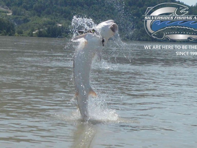 bc sturgeon fishing, sturgeon fishing fraser river, fraser river sturgeon fishing charters, sturgeon fishing chilliwack, sturgeon fishing vancouver, fraser river sturgeon, sturgeon fishing charters, white sturgeon fishing, sturgeon fishing canada