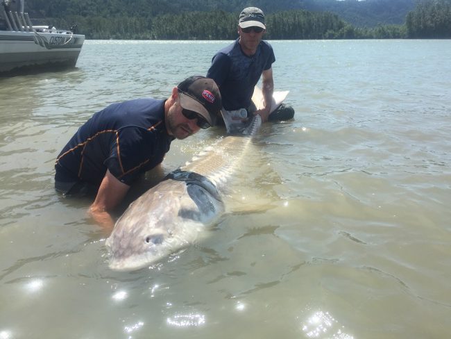sturgeon, white sturgeon, sturgeon fishing, sturgeon fishing fraser river, sturgeon fishing charters fraser river, sturgeon fishing charters, sturgeon fishing chilliwack, sturgeon fishing mission, sturgeon fishing guides, sturgeon fishing canada, sturgeon guides, sturgeon charters, sturgeon fishing holidays