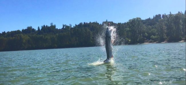 sturgeon, white sturgeon, sturgeon fishing, sturgeon fishing fraser river, sturgeon fishing charters fraser river, sturgeon fishing charters, sturgeon fishing chilliwack, sturgeon fishing mission, sturgeon fishing guides, sturgeon fishing canada, sturgeon guides, sturgeon charters, sturgeon fishing holidays