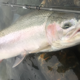 steelhead, steelhead fishing, steelhead fishing chilliwack, steelhead fishing vancouver, steelhead fishing bc, steelhead fishing vedder river, steelhead fishing guides, guided steelhead fishing, guided steelhead fishing bc, guided steelhead fishing trips bc, steelhead guide, vancouver fishing guide