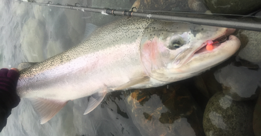 steelhead, steelhead fishing, steelhead fishing chilliwack, steelhead fishing vancouver, steelhead fishing bc, steelhead fishing vedder river, steelhead fishing guides, guided steelhead fishing, guided steelhead fishing bc, guided steelhead fishing trips bc, steelhead guide, vancouver fishing guide