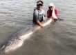 best times for sturgeon fishing in bc, best time for sturgeon fishing fraser river, sturgeon fishing, sturgeon fishing bc, sturgeon fishing fraser river, sturgeon fishing guides fraser river, sturgeon fishing vancouver, sturgeon fishing charters