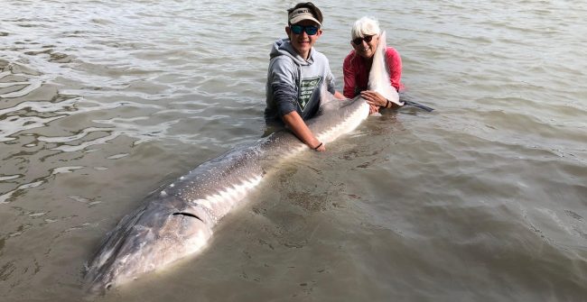 best times for sturgeon fishing in bc, best time for sturgeon fishing fraser river, sturgeon fishing, sturgeon fishing bc, sturgeon fishing fraser river, sturgeon fishing guides fraser river, sturgeon fishing vancouver, sturgeon fishing charters