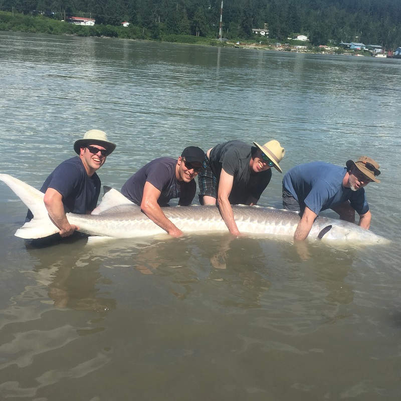 best times for sturgeon fishing in bc, best time for sturgeon fishing fraser river, sturgeon fishing, sturgeon fishing bc, sturgeon fishing fraser river, sturgeon fishing guides fraser river, sturgeon fishing vancouver, sturgeon fishing charters