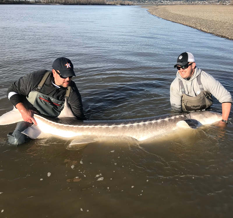 best times for sturgeon fishing in bc, best time for sturgeon fishing fraser river, sturgeon fishing, sturgeon fishing bc, sturgeon fishing fraser river, sturgeon fishing guides fraser river, sturgeon fishing vancouver, sturgeon fishing charters