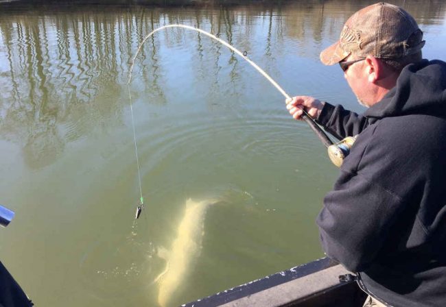 sturgeon fishing, sturgeon fishing report, sturgeon report fraser river, sturgeon report, fraser river sturgeon fishing