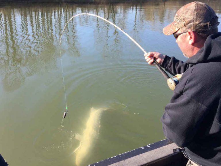 sturgeon fishing, sturgeon fishing report, sturgeon report fraser river, sturgeon report, fraser river sturgeon fishing