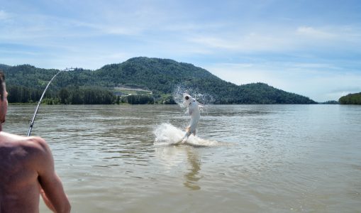 sturgeon, white sturgeon, sturgeon fishing, sturgeon fishing fraser river, sturgeon fishing charters fraser river, sturgeon fishing charters, sturgeon fishing chilliwack, sturgeon fishing mission, sturgeon fishing guides, sturgeon fishing canada, sturgeon guides, sturgeon charters, sturgeon fishing holidays