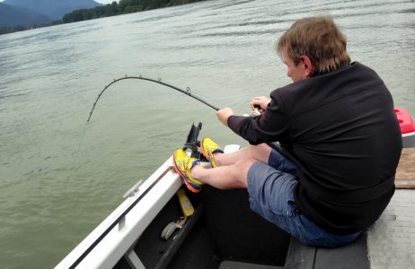 sturgeon, white sturgeon, sturgeon fishing, sturgeon fishing guides, sturgeon fishing charters, sturgeon fishing tours, sturgeon fishing fraser river, sturgeon fishing mission, sturgeon fishing chilliwack, sturgeon fishing bc, sturgeon fishing canada, fraser river sturgeon fishing charters, fraser river sturgeon, white sturgeon fishing, fraser river sturgeon fishing guides, sturgeon fishing holidays