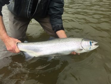 squamish river fishing, squamish river fishing guides, steelhead, steelhead fly fishing, vancouver fly fishing, fly fishing, fly fishing guides, vancouver fly fishing guide, vancouver fly fishing trips