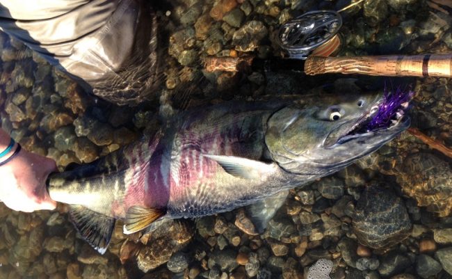 salmon fly fishing, fly fishing, fly fishing guides, chum salmon, fraser river fly fishing, fraser river bc fly fishing, fraser valley fly fishing, salmon fly fishing guides, vancouver fly fishing guides, bc fly fishing, fly fishing tours, fly fishing trips