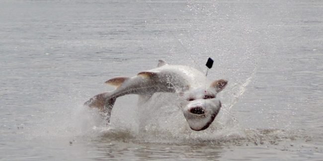 sturgeon, white sturgeon, sturgeon fishing, sturgeon fishing fraser river, sturgeon fishing charters fraser river, sturgeon fishing charters, sturgeon fishing chilliwack, sturgeon fishing mission, sturgeon fishing guides, sturgeon fishing canada, sturgeon guides, sturgeon charters, sturgeon fishing holidays