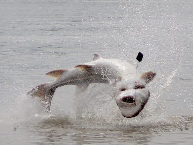 sturgeon, white sturgeon, sturgeon fishing, sturgeon fishing fraser river, sturgeon fishing charters fraser river, sturgeon fishing charters, sturgeon fishing chilliwack, sturgeon fishing mission, sturgeon fishing guides, sturgeon fishing canada, sturgeon guides, sturgeon charters, sturgeon fishing holidays