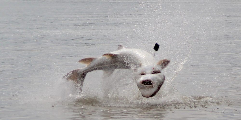 sturgeon, white sturgeon, sturgeon fishing, sturgeon fishing fraser river, sturgeon fishing charters fraser river, sturgeon fishing charters, sturgeon fishing chilliwack, sturgeon fishing mission, sturgeon fishing guides, sturgeon fishing canada, sturgeon guides, sturgeon charters, sturgeon fishing holidays