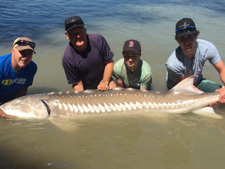 sturgeon, white sturgeon, sturgeon fishing, sturgeon fishing guides, sturgeon fishing charters, sturgeon fishing tours, sturgeon fishing fraser river, sturgeon fishing mission, sturgeon fishing chilliwack, sturgeon fishing bc, sturgeon fishing canada, fraser river sturgeon fishing charters, fraser river sturgeon, white sturgeon fishing, fraser river sturgeon fishing guides, sturgeon fishing holidays