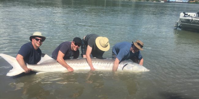 sturgeon, white sturgeon, sturgeon fishing, sturgeon fishing guides, sturgeon fishing charters, sturgeon fishing tours, sturgeon fishing fraser river, sturgeon fishing mission, sturgeon fishing chilliwack, sturgeon fishing bc, sturgeon fishing canada, fraser river sturgeon fishing charters, fraser river sturgeon, white sturgeon fishing, fraser river sturgeon fishing guides, sturgeon fishing holidays